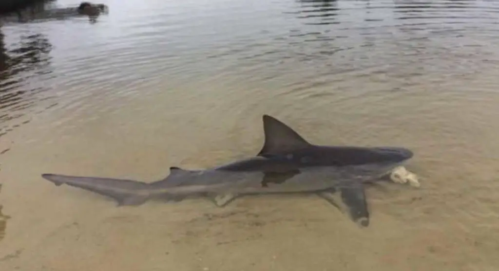 Are There Sharks In The Delaware River?