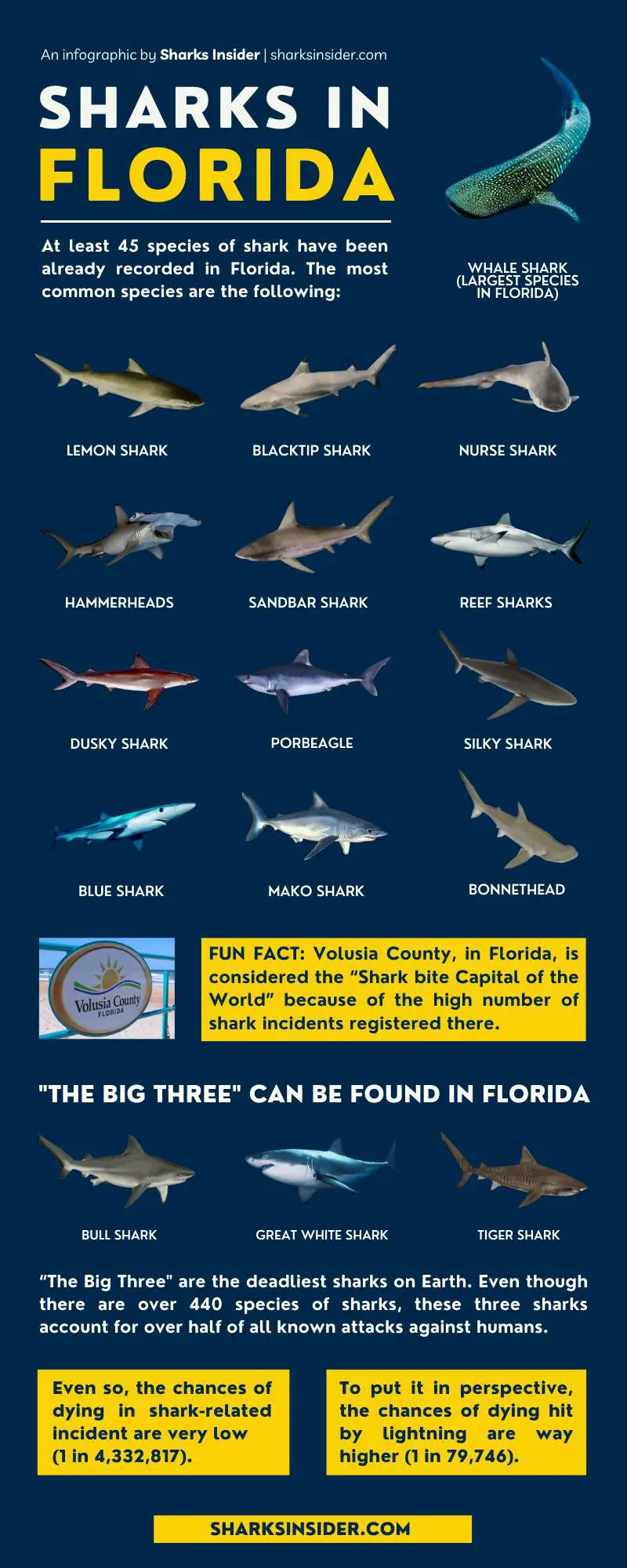 Sharks In Florida Beaches (Infographic)