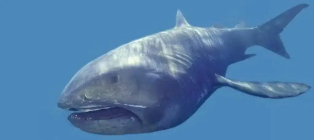 Megamouth Shark In The Pacific