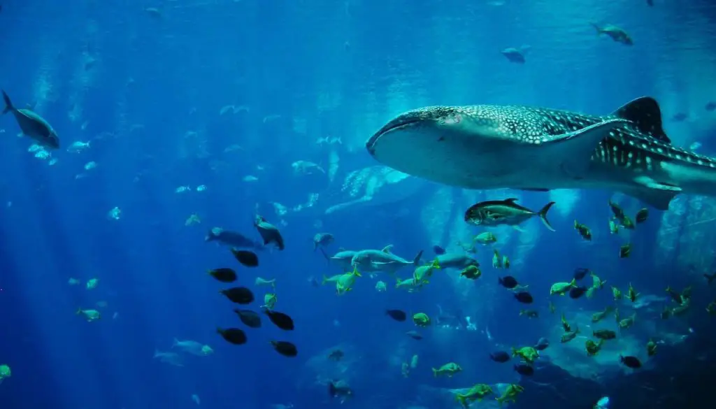 Whale Sharks In Cancun